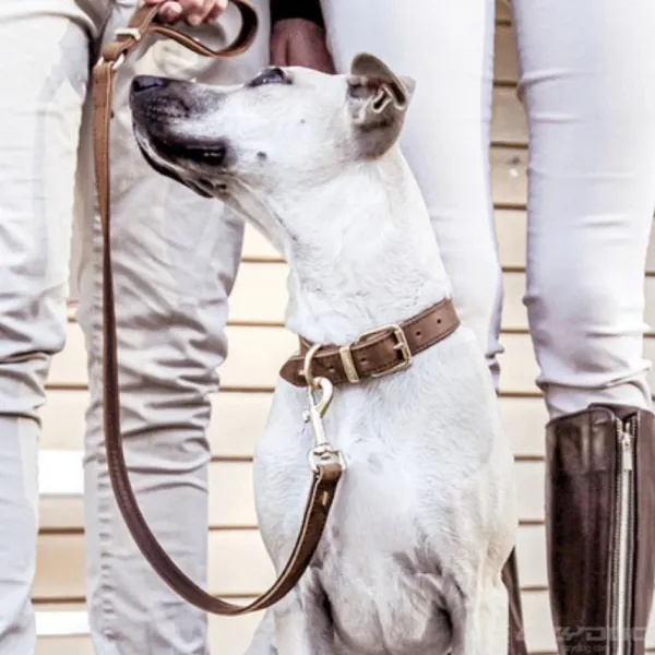 New Ezydog Collar Cuero Caf -