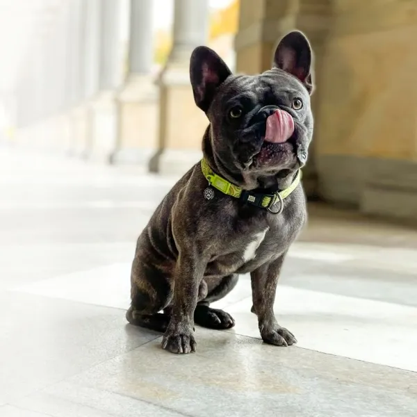 Best Max & Molly Collar Kiwi Con Smart Id