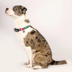 New Max & Molly Collar Tropical Con Smart Id