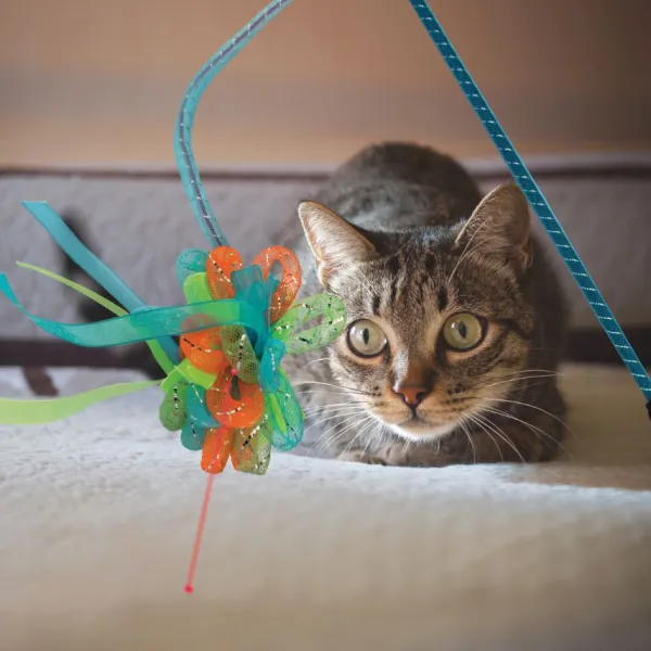 Hot Kong Laser Teaser Ribbon