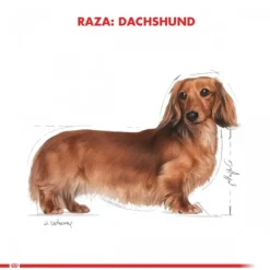 Online Royal Canin Adulto Dachshund Alimento Para Perro