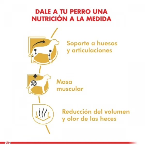 Online Royal Canin Adulto Dachshund Alimento Para Perro
