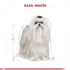 Best Royal Canin Adulto Maltes Adult Alimento Para Perro