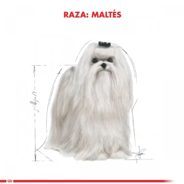 Best Royal Canin Adulto Maltes Adult Alimento Para Perro