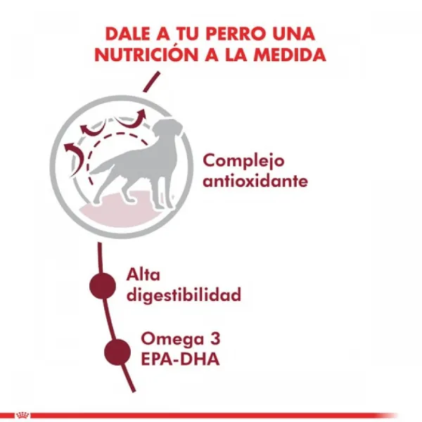 Outlet Royal Canin Adulto Medium Adult Alimento Para Perro