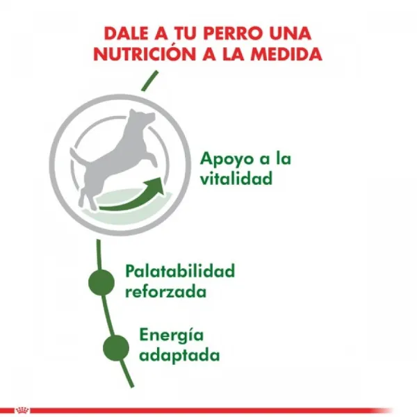 Sale Royal Canin Adulto Mini Adult +8 Alimento Para Perro