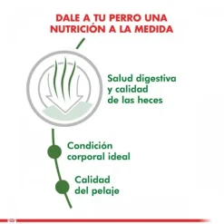 Best Royal Canin Adulto Mini Indoor Adult Alimento Para Perro