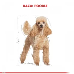 Online Royal Canin Adulto Poodle Adult Alimento Para Perro