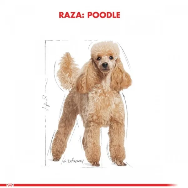 Online Royal Canin Adulto Poodle Adult Alimento Para Perro