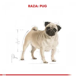Hot Royal Canin Adulto Pug Adult 2.5 Kg Alimento Para Perro