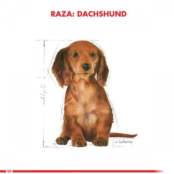 Discount Royal Canin Cachorro Dachshund Junior Alimento Para Perro