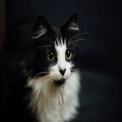 New Virbac HPM Virbac Alimento Cat Kidney Support